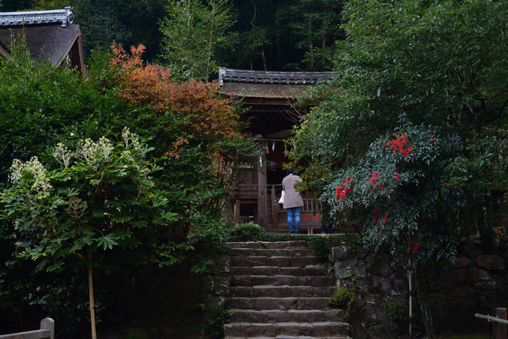 230113e宇治上神社34