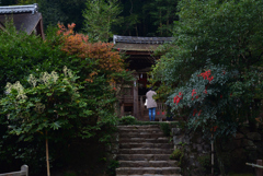 230113e宇治上神社34
