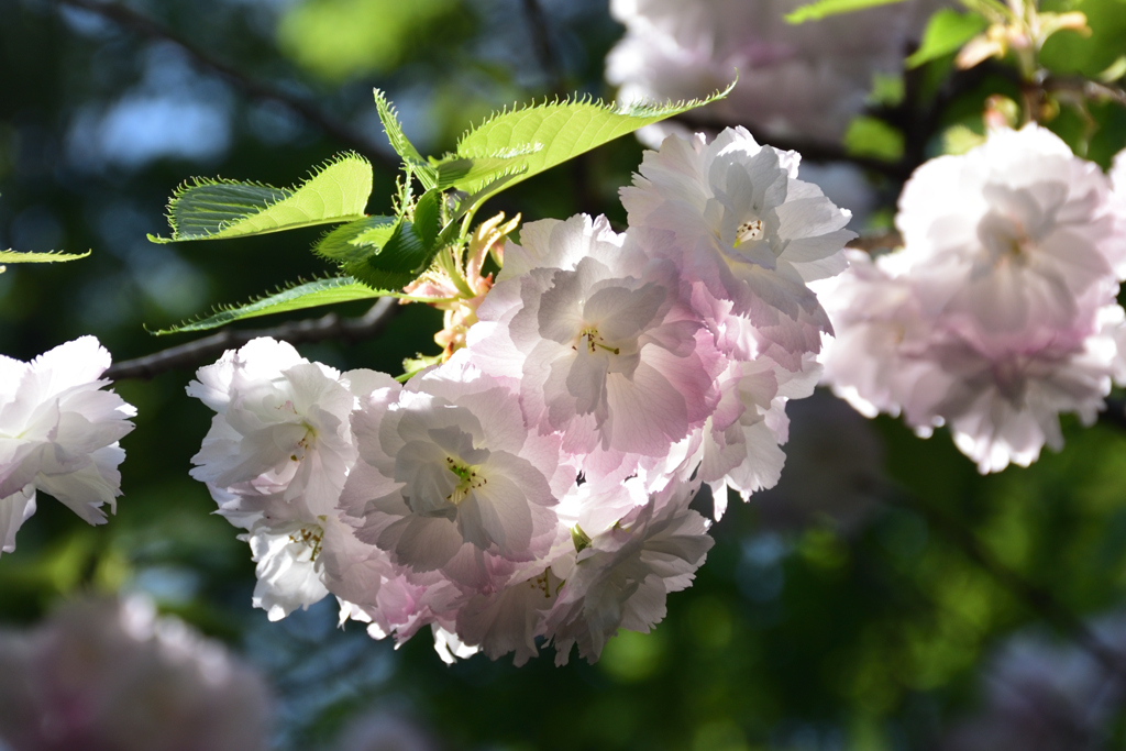 210410a梅宮大社28