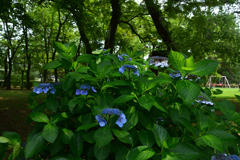250701京都御苑19