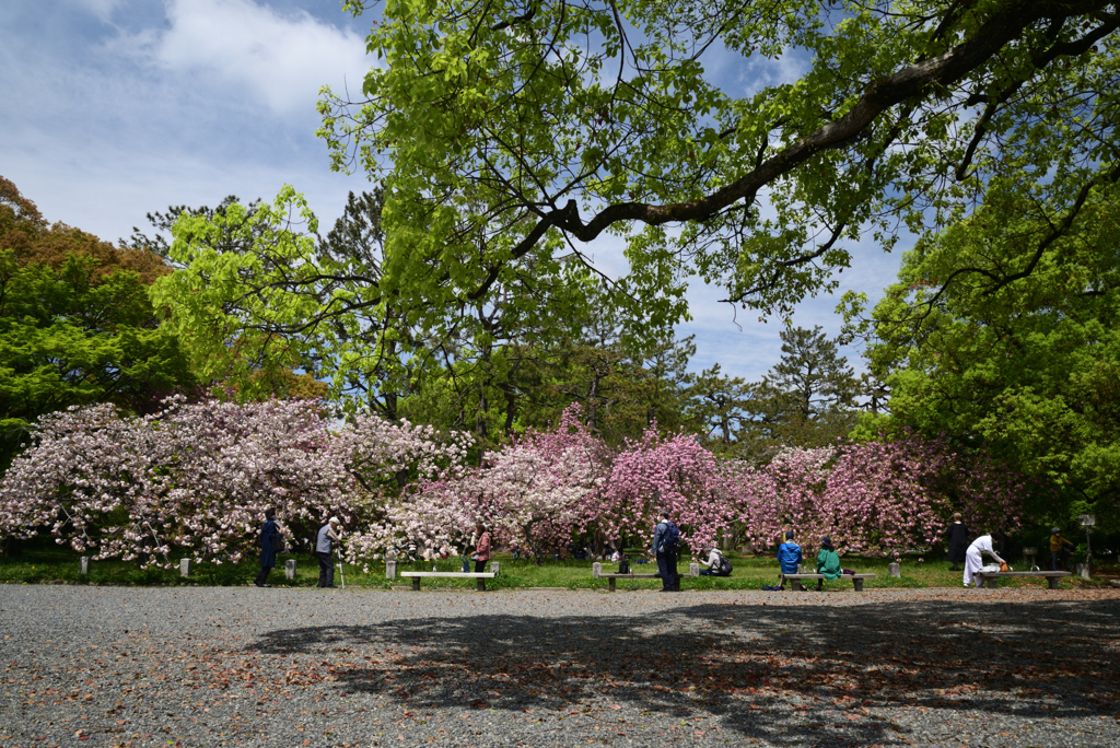 220416d京都御苑09