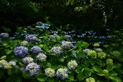 200609馬見丘陵公園48