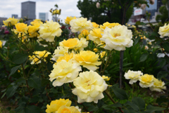 200522中之島公園53