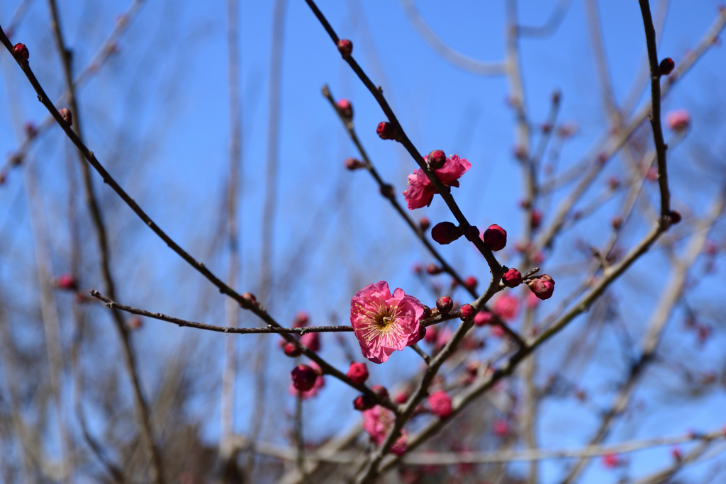 220209京都植物園13