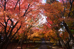 241208a西陣興聖寺03
