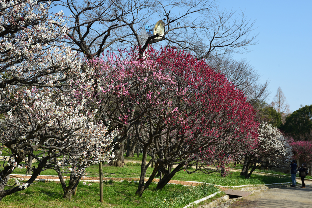 190302a万博公園24