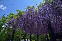 190427a葛井寺57