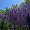 190427a葛井寺57