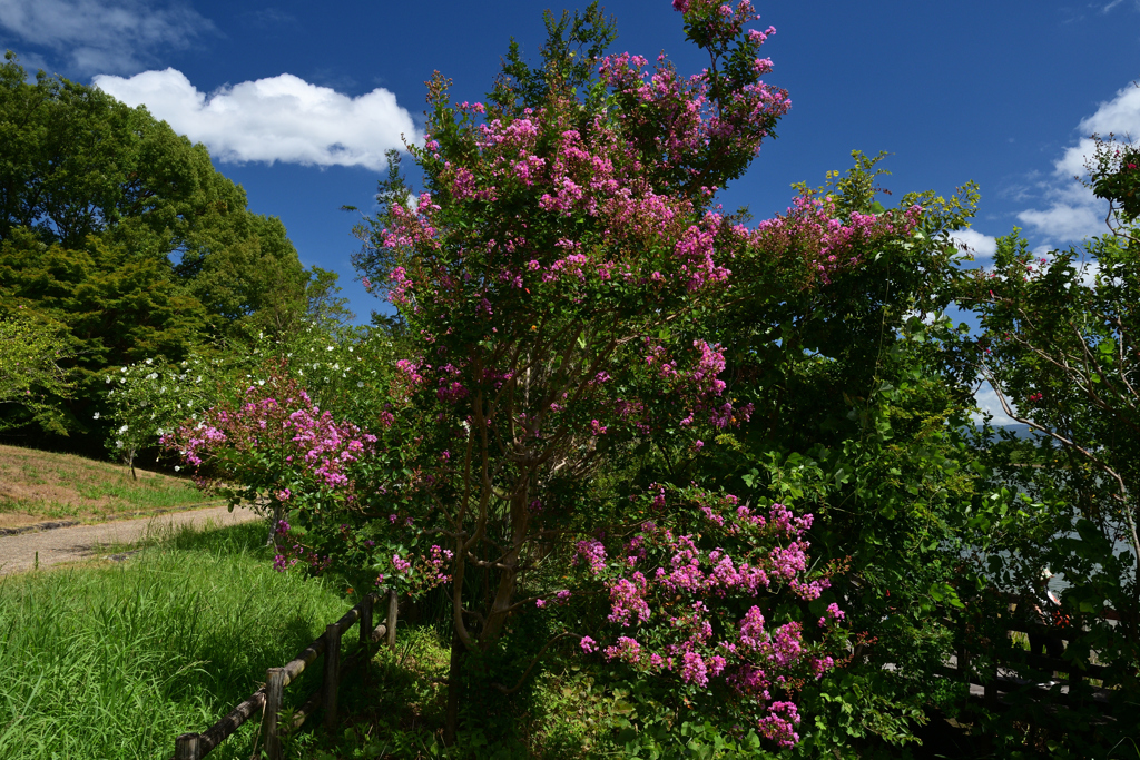230811馬見丘陵公園44