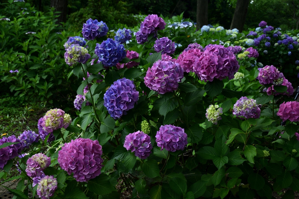 180613馬見丘陵33+