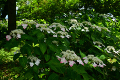 250617京都植物園40