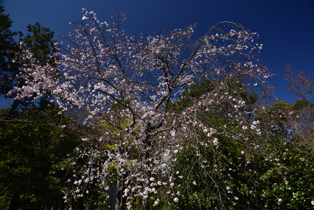 200325c法金剛院23