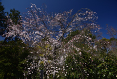 200325c法金剛院23