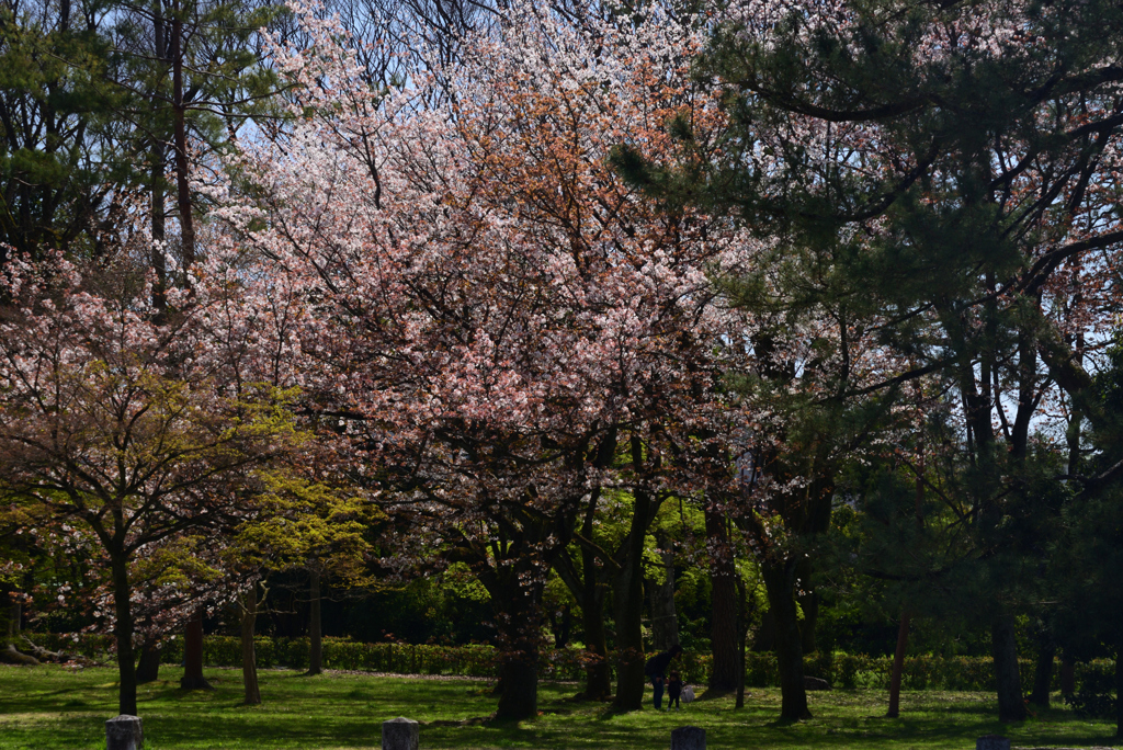 220405a京都御苑63