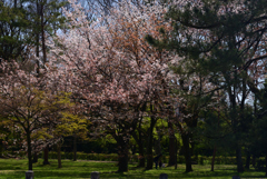 220405a京都御苑63