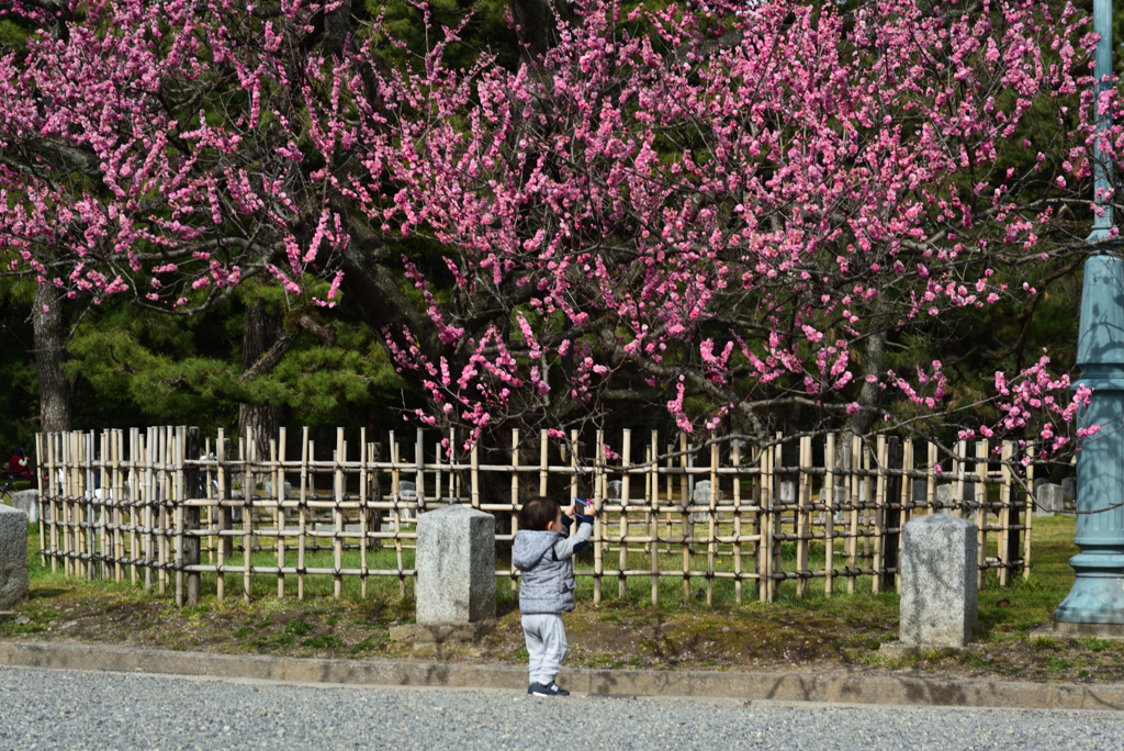 190318d京都御苑48