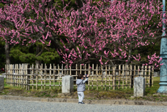 190318d京都御苑48