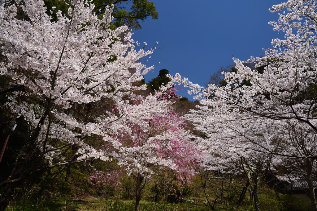 190412a談山神社07