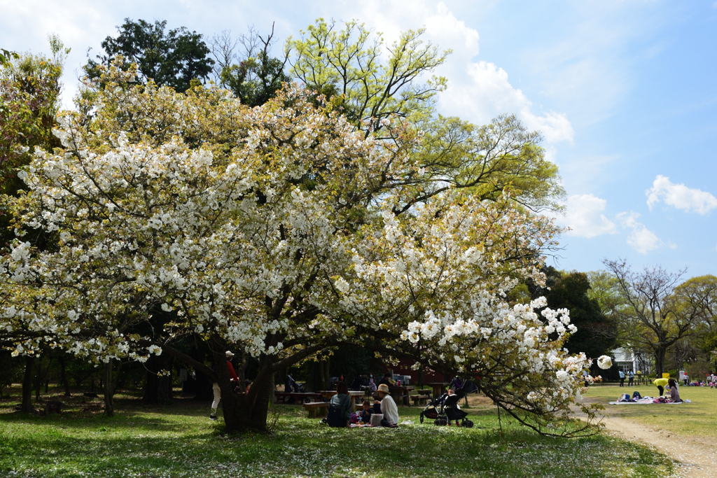 210408a京都植物園26