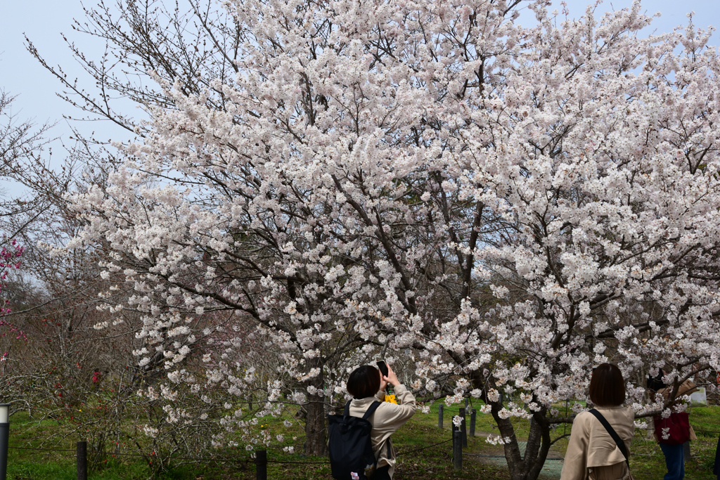 220325b京都植物園17