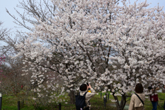 220325b京都植物園17
