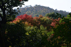 211116c光悦寺21