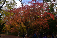 241215b下鴨神社32