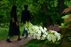 250601京都植物園46