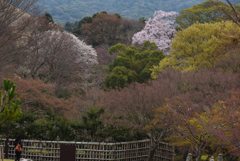 190402奈良公園56
