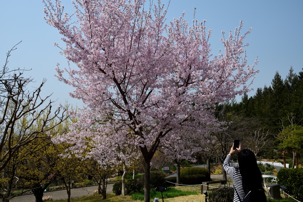 180329宇治植物園20+