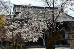 250403d真如堂07