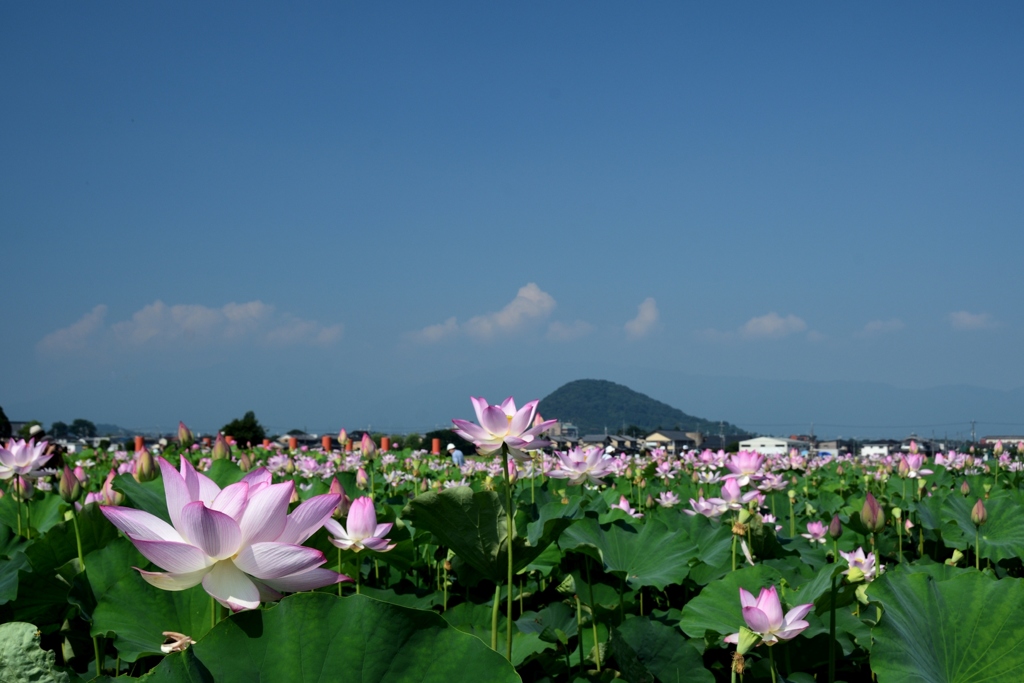 180715a藤原宮跡14+