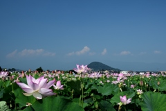 180715a藤原宮跡14+