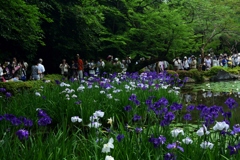 180608a平安神宮20+