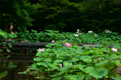 250708京都植物園12