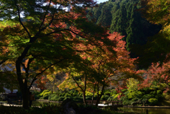 221112a久安寺31