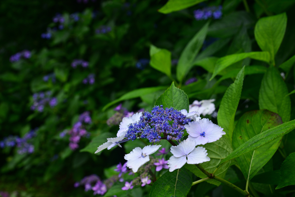 240620京都植物園16