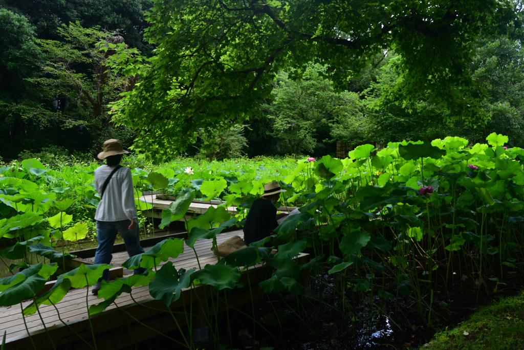 240727京都植物園22