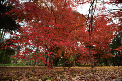 201213c京都御苑18
