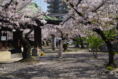210401e護国神社24
