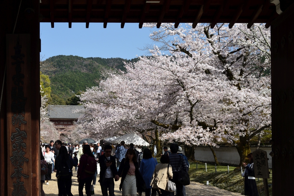 180331d醍醐寺04+