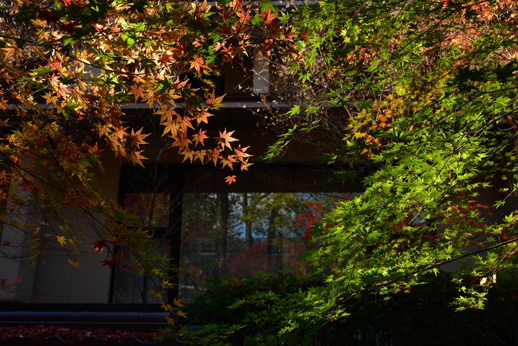 251207b下鴨神社27