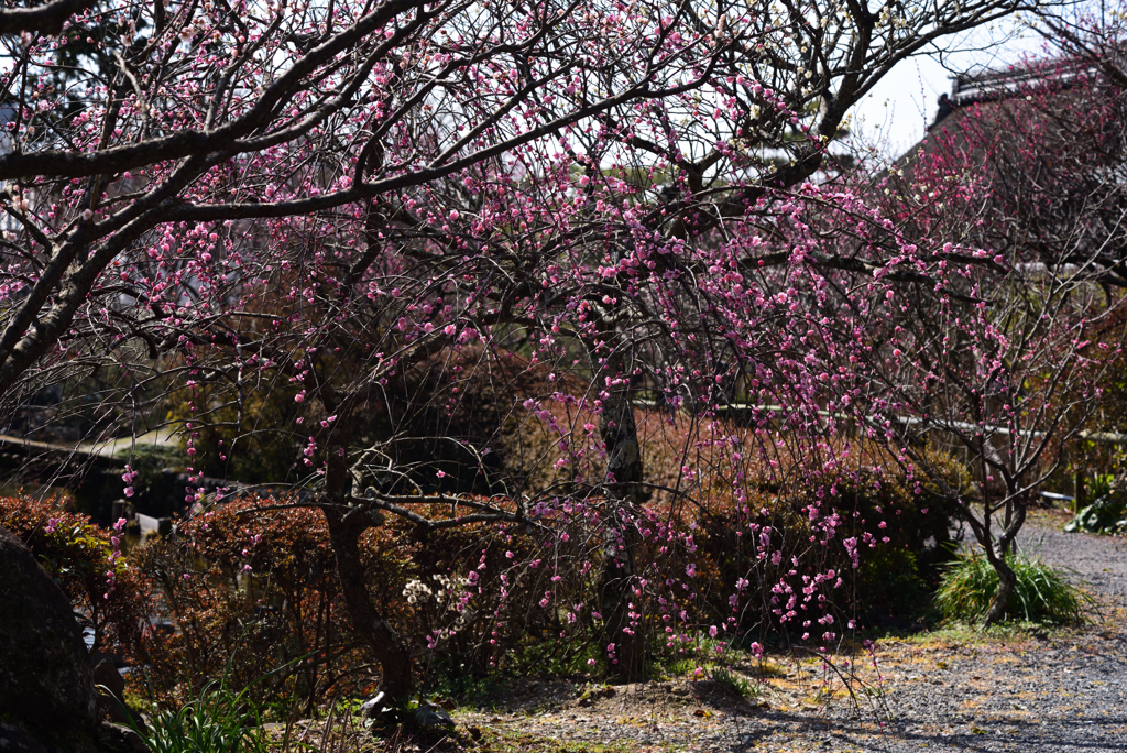190305a梅宮大社24
