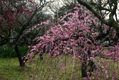 200213a道明寺天満宮21 200213a道明寺天満宮21