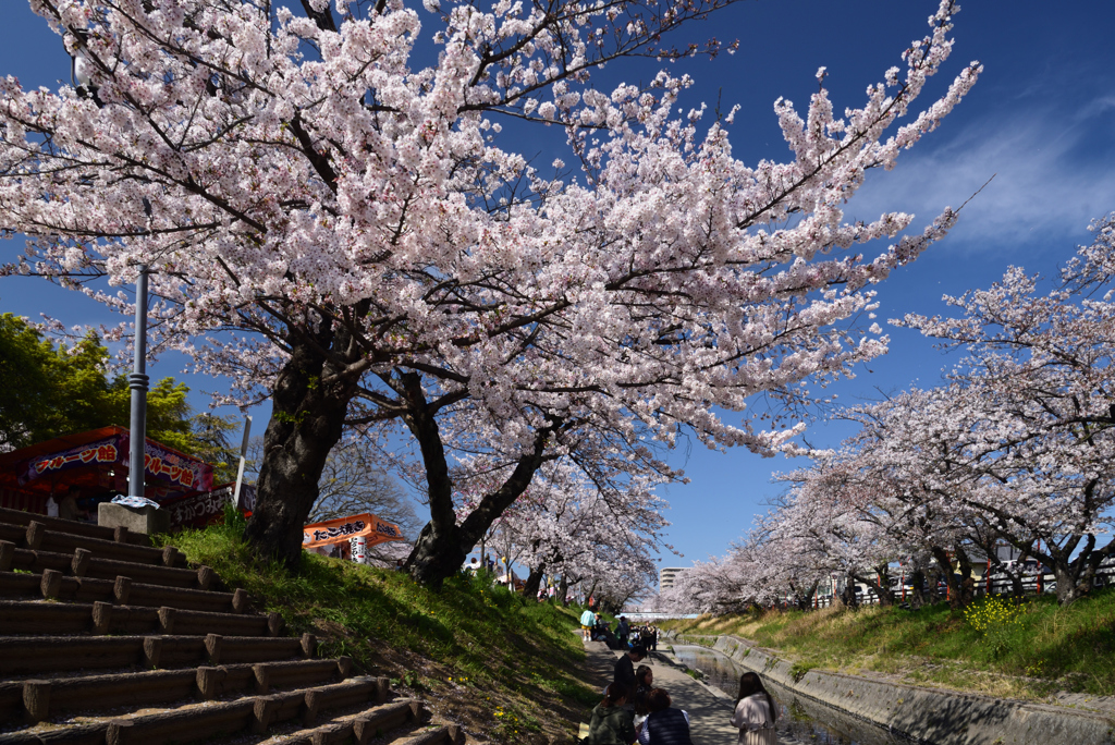 190409b高田千本桜23