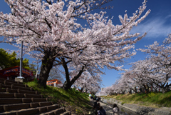 190409b高田千本桜23