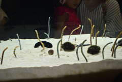 240820京都水族館16