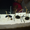 240820京都水族館16