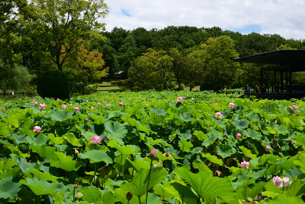 210717万博公園21