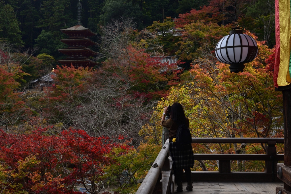 181114a長谷寺35